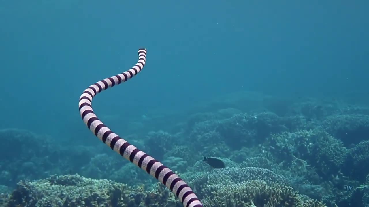 Sea Snake | Ocean | Reef | No Copyright Video | Free to use Stock Footage