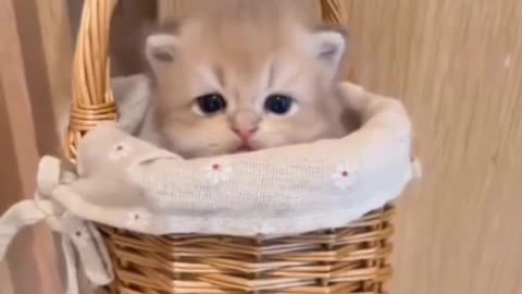 CUTE LITTLE CAT || LIKE || COMMENT || SHARE || PAWSKIY