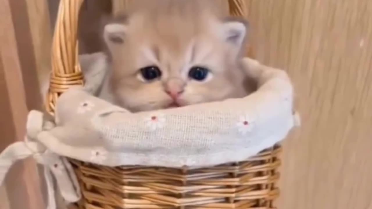 CUTE LITTLE CAT || LIKE || COMMENT || SHARE || PAWSKIY