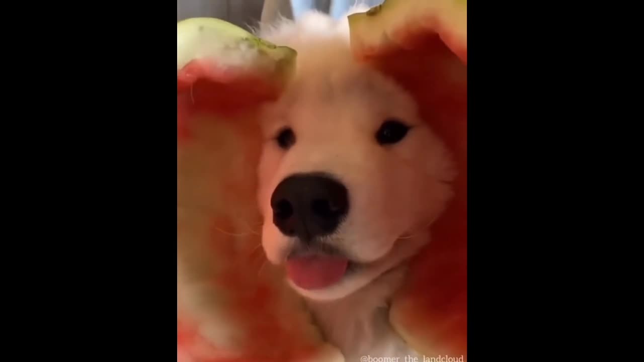 Cute puppies doing funny things