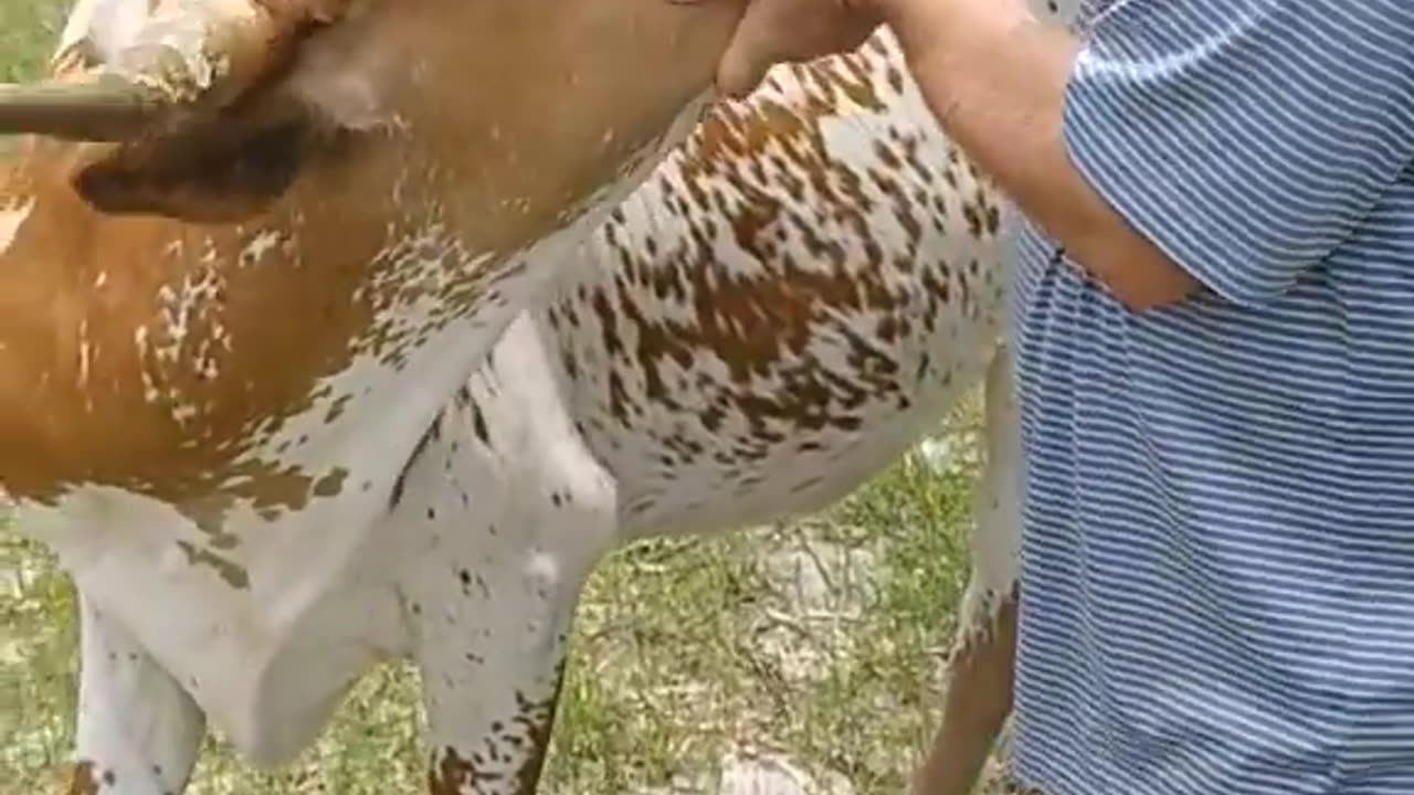 🤠Petting a 650 Pound Heifer... ABSOLUTELY AWESOME!!!🤠