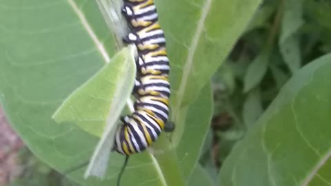 Monarch Butterfly Caterpillar