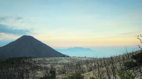 The Hidden Beauty of the Dead Forest