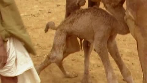 Camel 🐪 breathing
