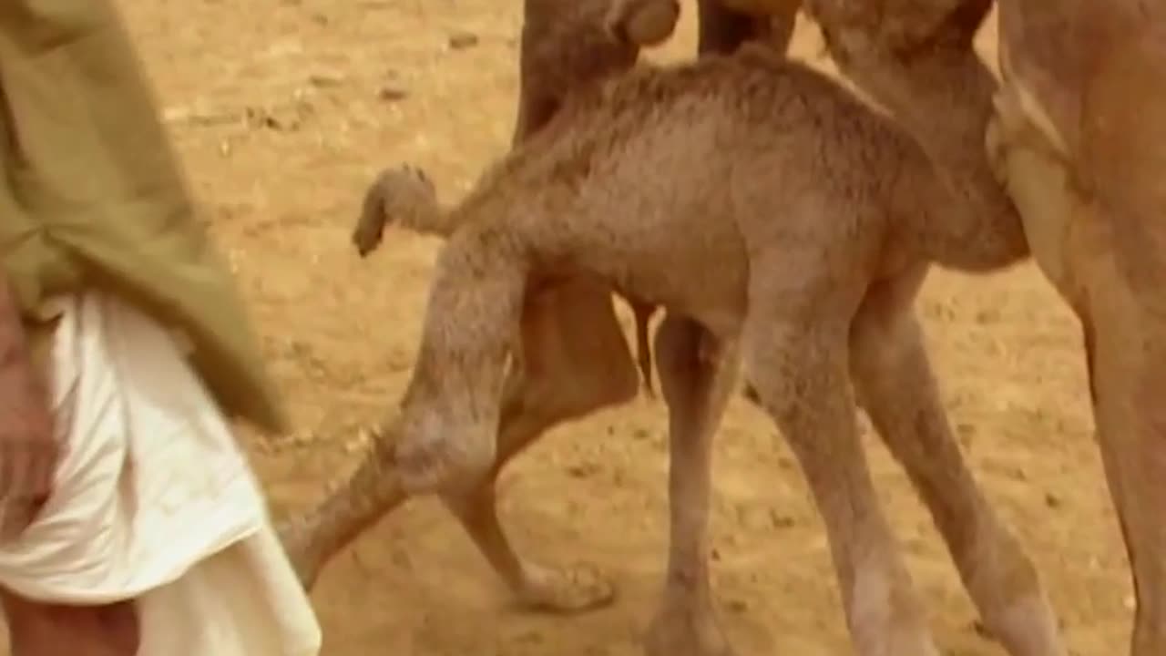 Camel 🐪 breathing