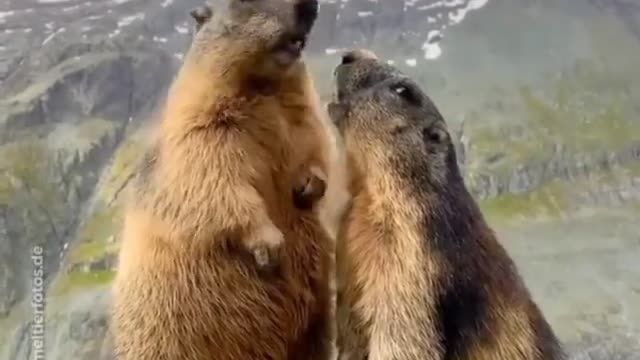 Beautiful animal