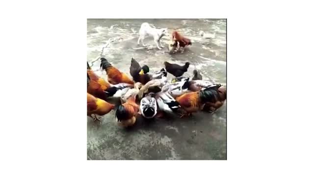 Funni video of dogs vs chickens