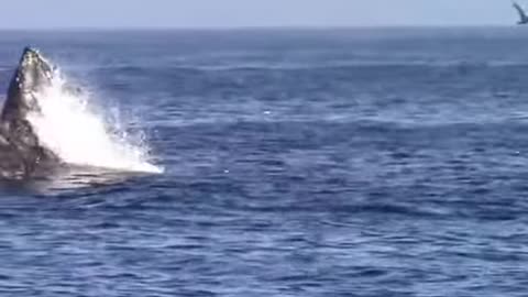 20 Amazing animal moments from Ocean. Just "Oh my God" moments.