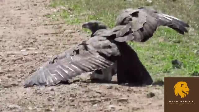 Baby Pumba caught in the claws of an eagle