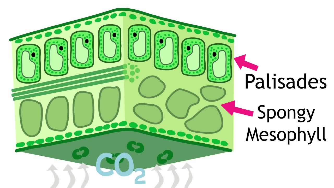 Structure Of The Leaf | Plant | Biology | The FuseSchool