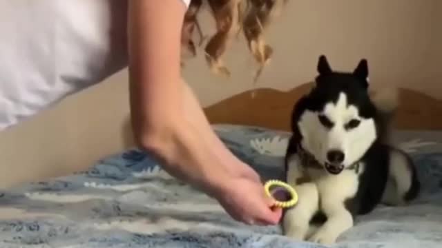 Adorable husky dosen't like Bangles.