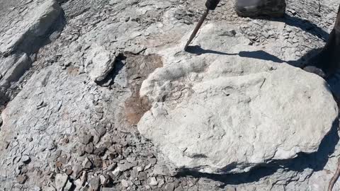 TEXAS DROUGHT EQUALS NEW FOSSIL DISCOVERY!! Worth $75,000.00!!