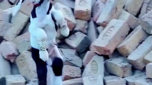 Most beautiful goat in the world