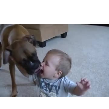 Boxer giving babby kisses
