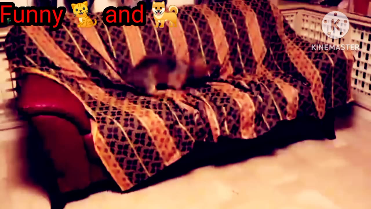 Cute cat & dog video | Best funny amazing video