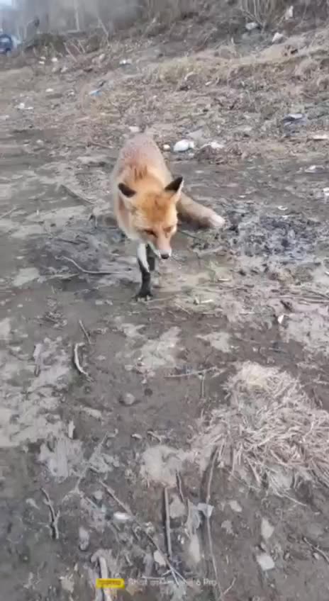 Cunning little fox 🤣