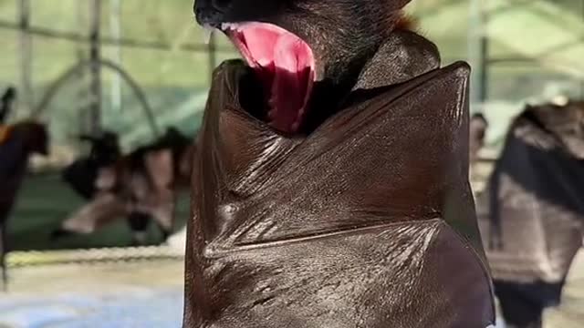 big yawn