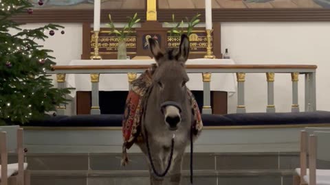 Donkey Listens To Church Music