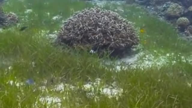 Tem um peixe escondido nesse vídeo. Já viu qual é 😮 #VidaNoAzul