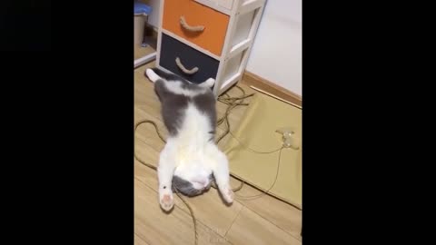 Cute & Funny Animals Video Compilation