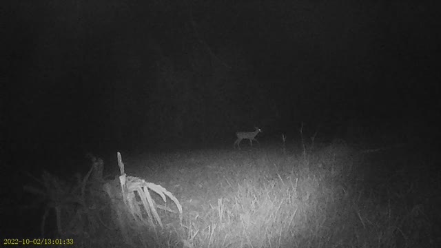 night deer 10/22 2