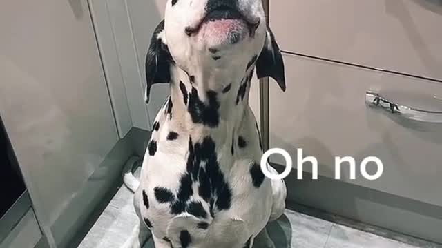 Singing Dalmatian l Funny l Don't Do It