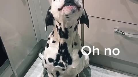 Singing Dalmatian l Funny l Don't Do It