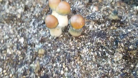 My Outdoor Mycelium 🍄 Cakes & Mushrooms 🍄 that Didn't 🚫 Work Out well for Me.