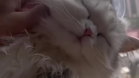 SLEEPY CAT