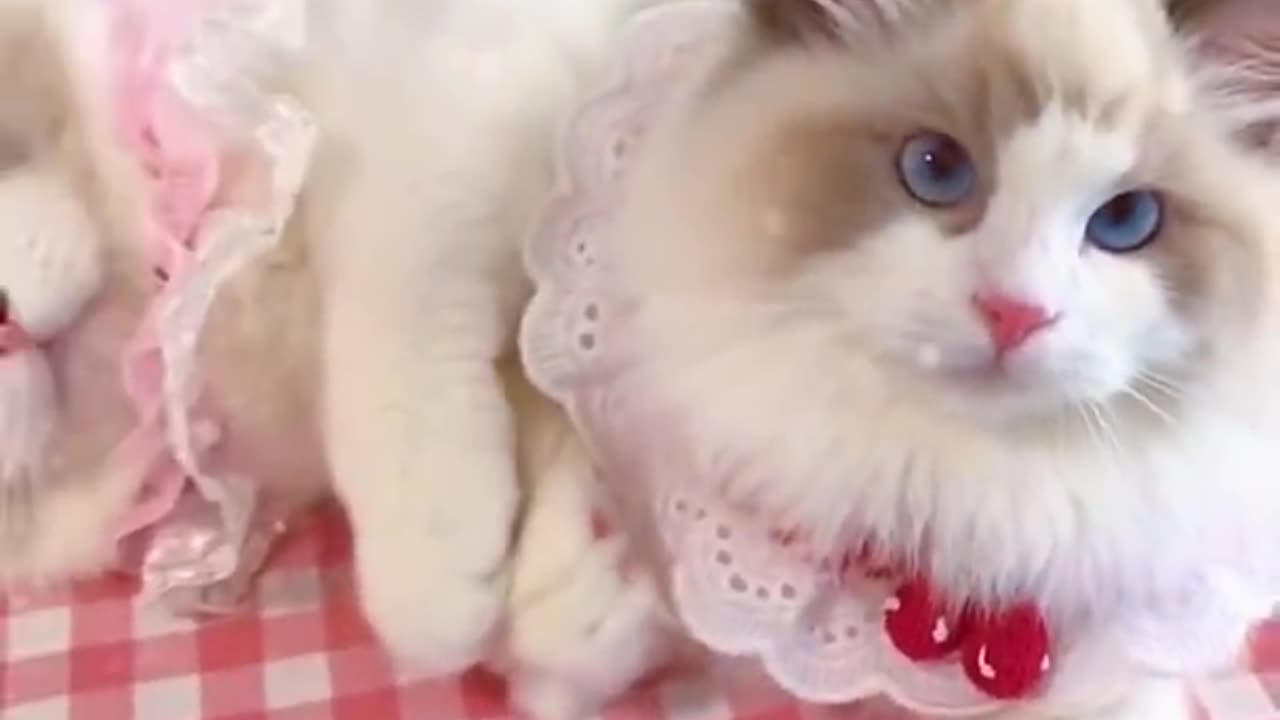 Cute Cat Video