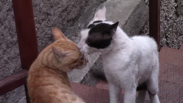 Quarrel between cats on the stairs