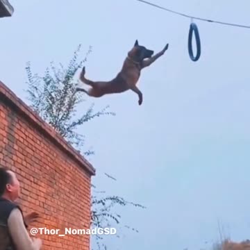 World's okayest dog 🐕🐕🐕