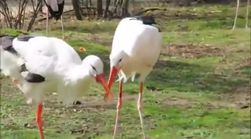 Beautiful golden pheasant and wading bird part 1