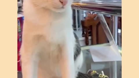 Funny cat video