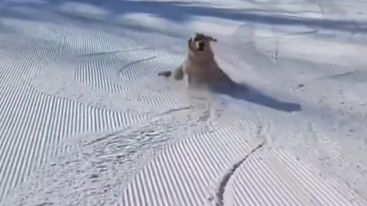 Best Funny Animal Videos of 2022😂Funniest Animal Cat& Dog 2022😹#shorts #funny #cat #comedy #whatsapp