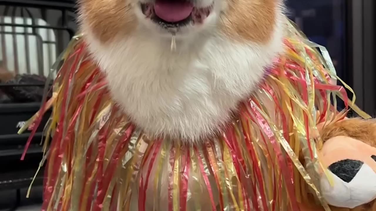 The cutest dog in the pet debut plan