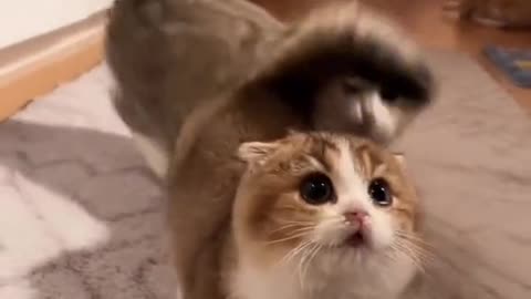 Cute and funny cat video.