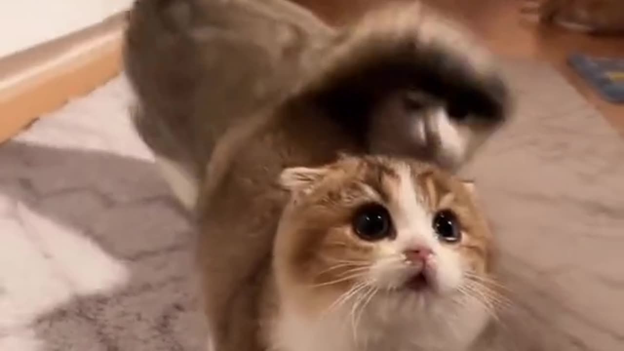 Cute and funny cat video.