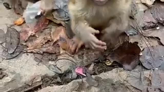 Funny Monkey babies