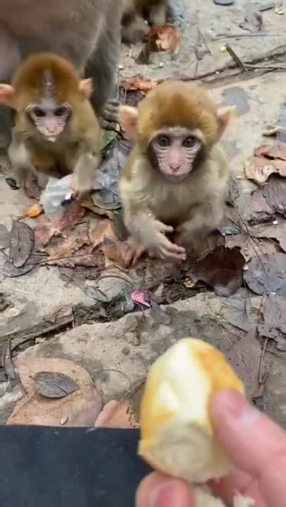 Funny Monkey babies
