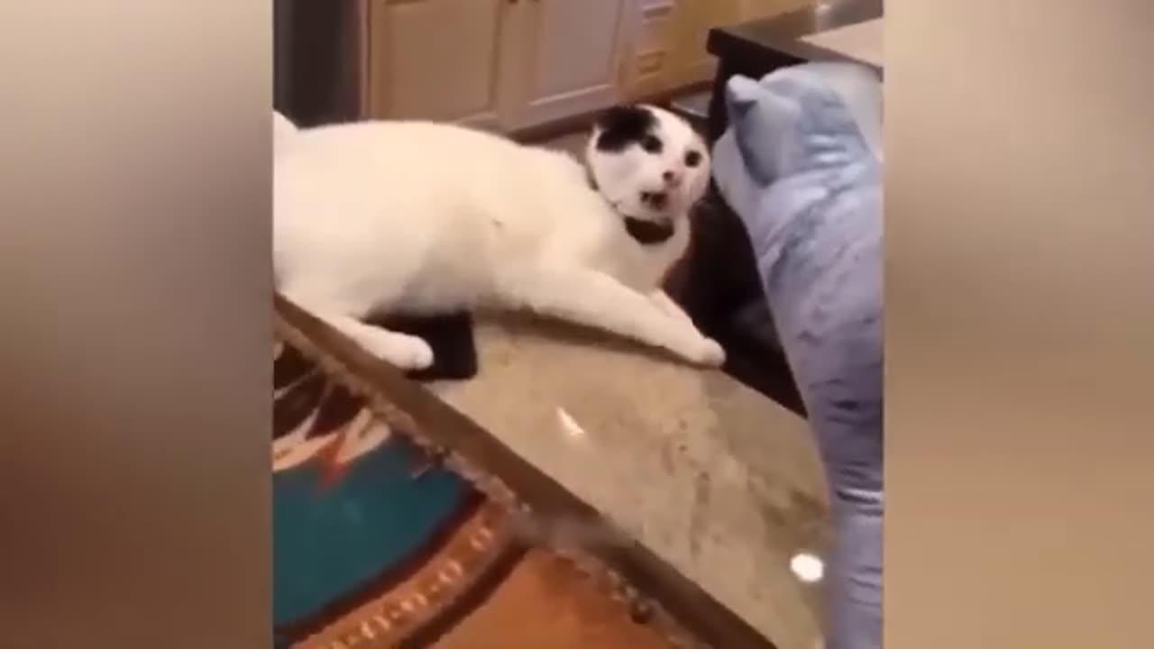 Funny Animal video |must watch |