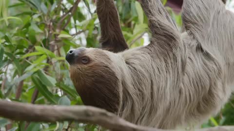 Sloth on a tree