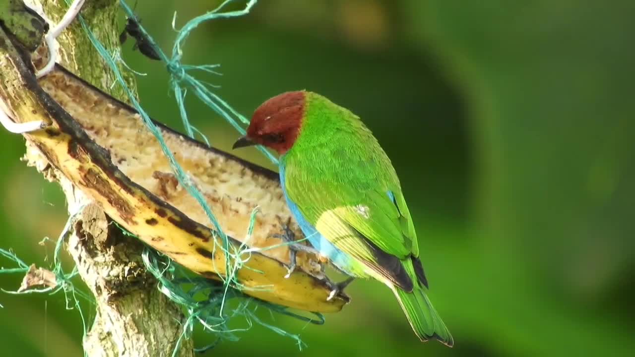 Landscapes with the sound of nature, the most beautiful birds in bright colors (without rights)