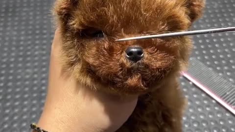 Beautiful imported cute puppy ❤️