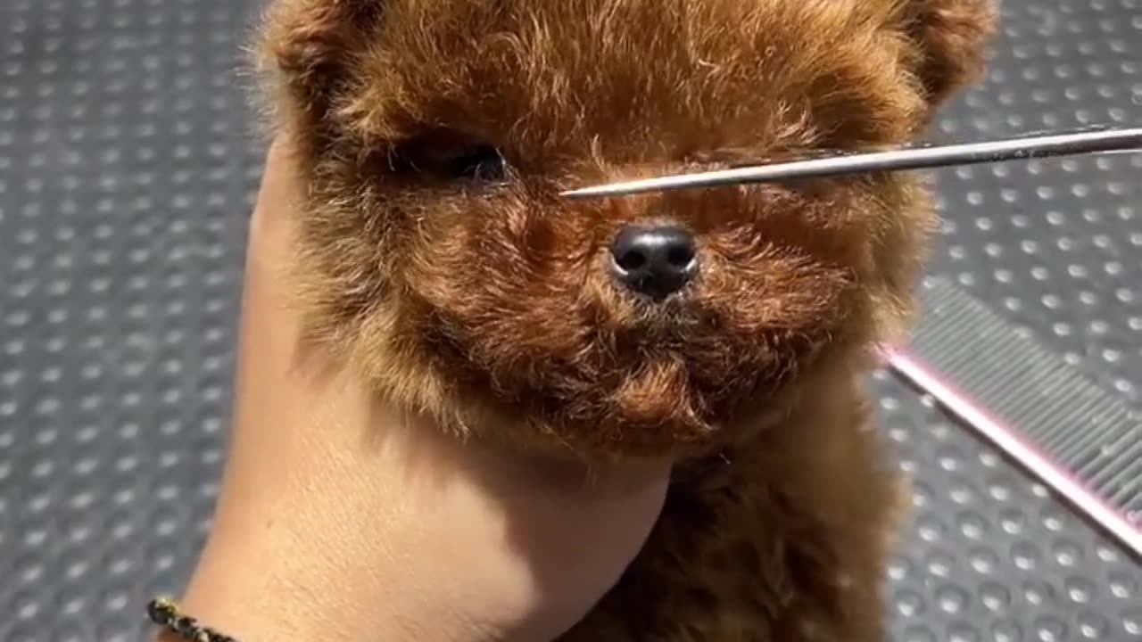 Beautiful imported cute puppy ❤️