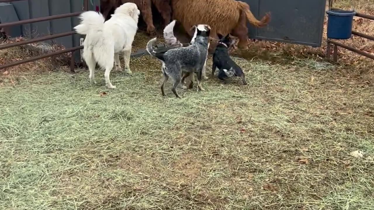 Working Dogs Load Cattle Onto Trailer