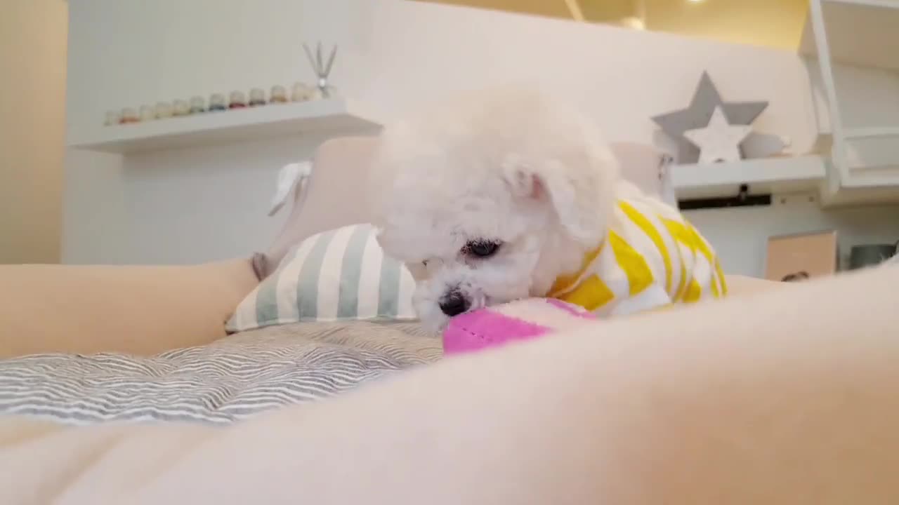 Bichon frise is so cute! gorgeous very cute puppy videos - tea cup puppies