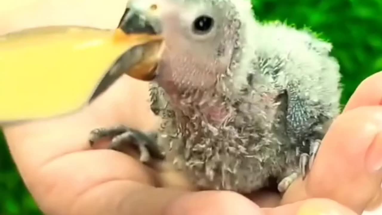 mini macaw parrot