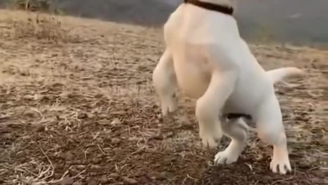 Cute dog