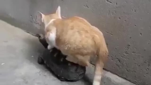 Cat rides a turtle, beautiful funny moments